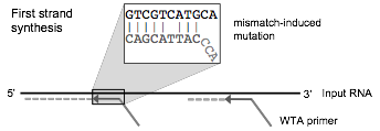 mismatch_induced_mutation.png